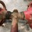 farmall-narrow-front-end-for-models-m-560-image-5