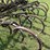 #1646-•-antique-horse-drawn-field-cultivator-image-13