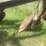 #1638-•-3-bottom-moldboard-plow-image-7
