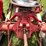 #1607-•-ferguson-tractor-image-21