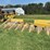 new-holland-8-image-1