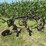allis-chalmers-14”-two-bottom-pull-type-moldboard-plow-image-3