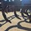 dmi-tiger-image-26