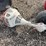 #5087-•-briggs-and-stratton-pressure-washer-and-stihl-weed-wacker-image-11