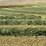 alfalfa-hay-bales-image-2