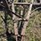 john-deere-13-shank-field-cultivator-image-10