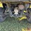 2010-polaris-ranger-500-image-16