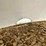 #3866-•-poly-calf-hut-image-13