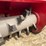 #3861-•-future-mulcher-skid-steer-attachment-image-12
