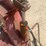 #3438-•-buer-bac-pto-driven-tractor-mount-snow-plow-image-12