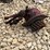 ford-8n-image-43