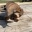 #3844-•-3-point-auger-attachment-image-7