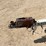 #1243-•-1993-starcraft-191-fiberglass-boat-(has-wi-title)-image-107