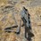 new-landhonor-mpf-11-2000g-50in.-pallet-forks-mini-track-loader-attachment-image-1