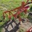 229---1-row-cultivator-image-1