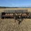 van-brunt-grain-drill-image-8