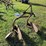181---2-row-bottom-plow-image-4