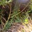 #26364-•-5'-brush-cutter-image-15