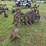 176---1940s-offset-disc-tiller-image-4