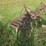 191---9-shank-spring-tooth-cultivator-image-4