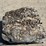 large-crinoid-fossil-rock-from-limestone-quarry-image-3