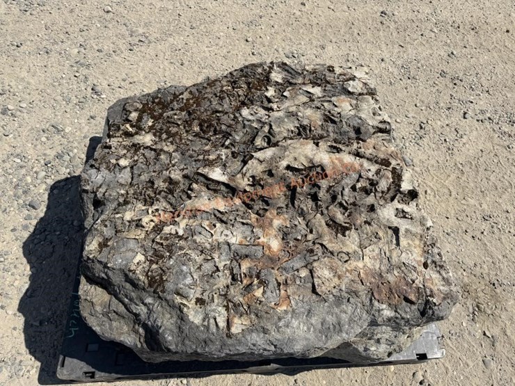 large-crinoid-fossil-rock-from-limestone-quarry-image-3