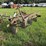 192---4-row-offset-bottom-plow-image-2
