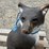 2--animal-targets-image-8
