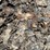 large-crinoid-fossil-rock-from-limestone-quarry-image-5