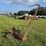 190---alis-chalmers-sickle-mower-image-2