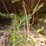 #26364-•-5'-brush-cutter-image-16