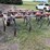 case-ih-55-image-7