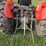 massey-ferguson-245-image-5