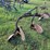180---massey-ferguson-2-row-bottom-plow-image-4