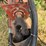 hesston-5540-image-13