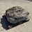large-crinoid-fossil-rock-from-limestone-quarry-image-1