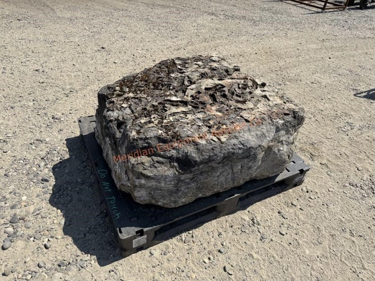 large-crinoid-fossil-rock-from-limestone-quarry-image-1