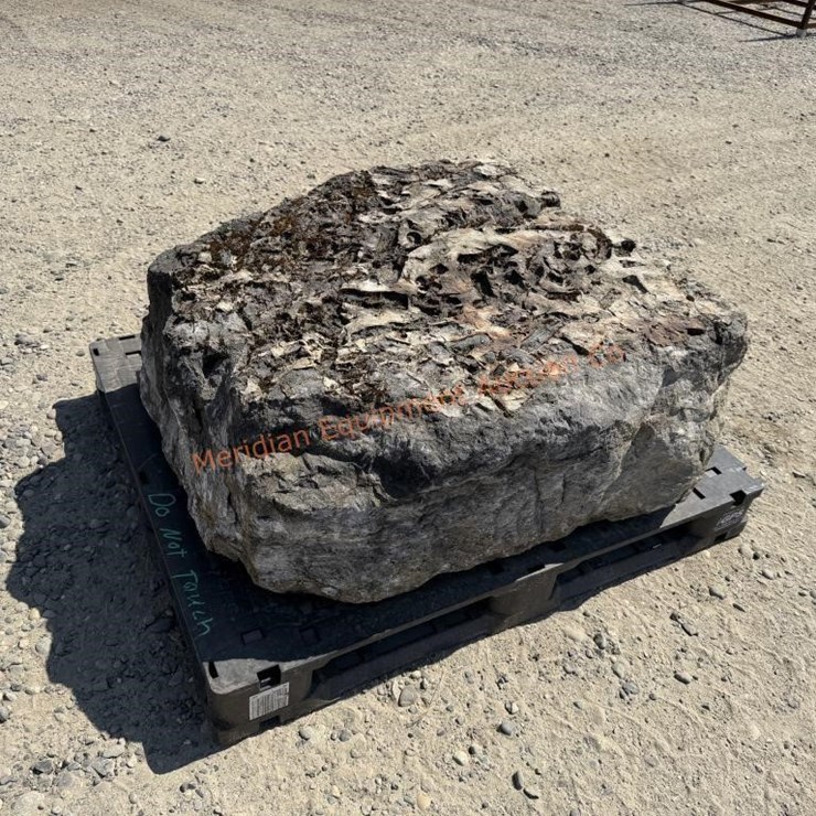 Large Crinoid Fossil Rock From Limestone Quarry