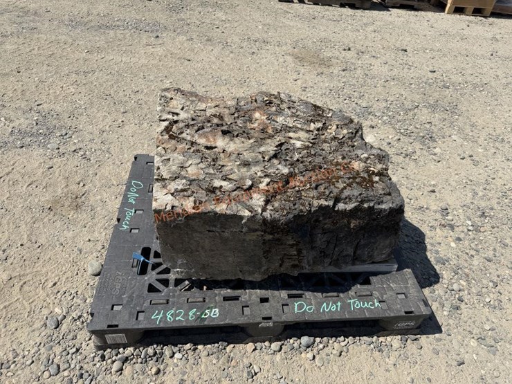 large-crinoid-fossil-rock-from-limestone-quarry-image-7