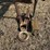 1995-ingersoll-rand-p185wjd-185-cfm-portable-air-compressor-image-9