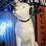 #1007-•-33"-rca-nipper-dog-advertising-statue-image-3