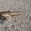 stihl-ht-101-pole-saw-image-8