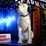 #1007-•-33"-rca-nipper-dog-advertising-statue-image-1