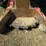 #50893-•-2018-caterpillar-563d-wheel-feller-buncher-4x4-cat0563dkd6300157-inv#50893-image-25