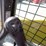 wacker-neuson-st31-image-21