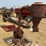 mccormick-hammer-mill-image-1