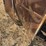 #54008-•-wadsworth-water-pump-inv#54008-image-21