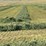 alfalfa-hay-bales-image-3