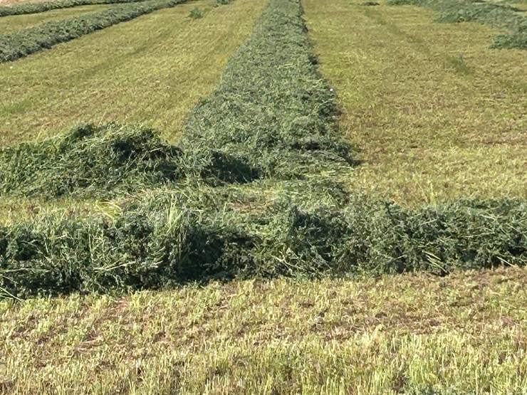 alfalfa-hay-bales-image-3
