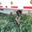 #1316-•-1996-ravens-end-dump-trailer-(has-mn-title)-image-9